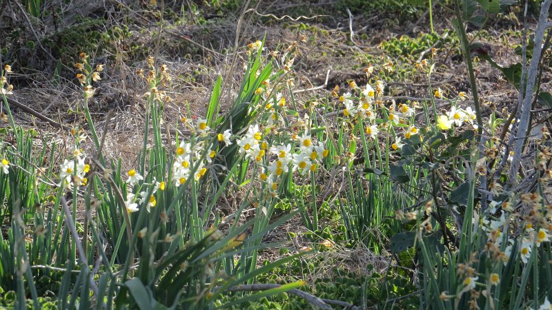 (247) French Daffodil (Narcissus tarzetta).JPG